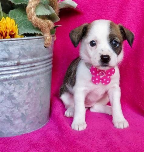 When adopting a pet, one choice you have to make is whether to adopt a puppy or kitten, an adult, or a senior. . Baton rouge craigslist pets